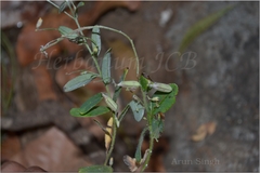 Crotalaria prostrata